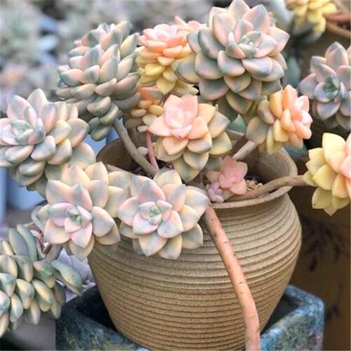 景天好养易好养活美杏锦老桩多肉植物清仓室内阳台盆栽绿植花