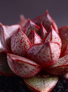 大和锦多肉植物组合盆栽绿植办公室创意花卉萌肉肉