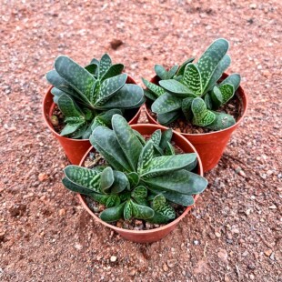 子宝多肉植物元宝室内桌面造型元宝肉肉创意小盆栽花卉