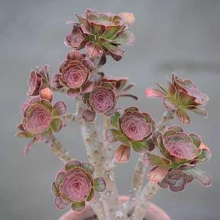 多肉法师老桩养死不 铜壶万圣节黑法师翡翠冰多肉植物捧花懒人