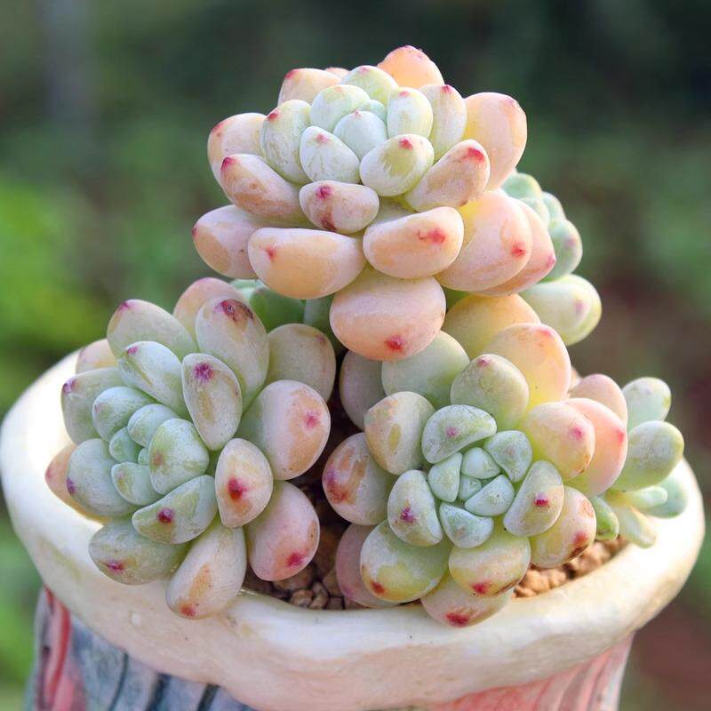 劳尔 多头群生老桩 有香味的多肉植物 罗琦果冻色 控养 花卉盆栽