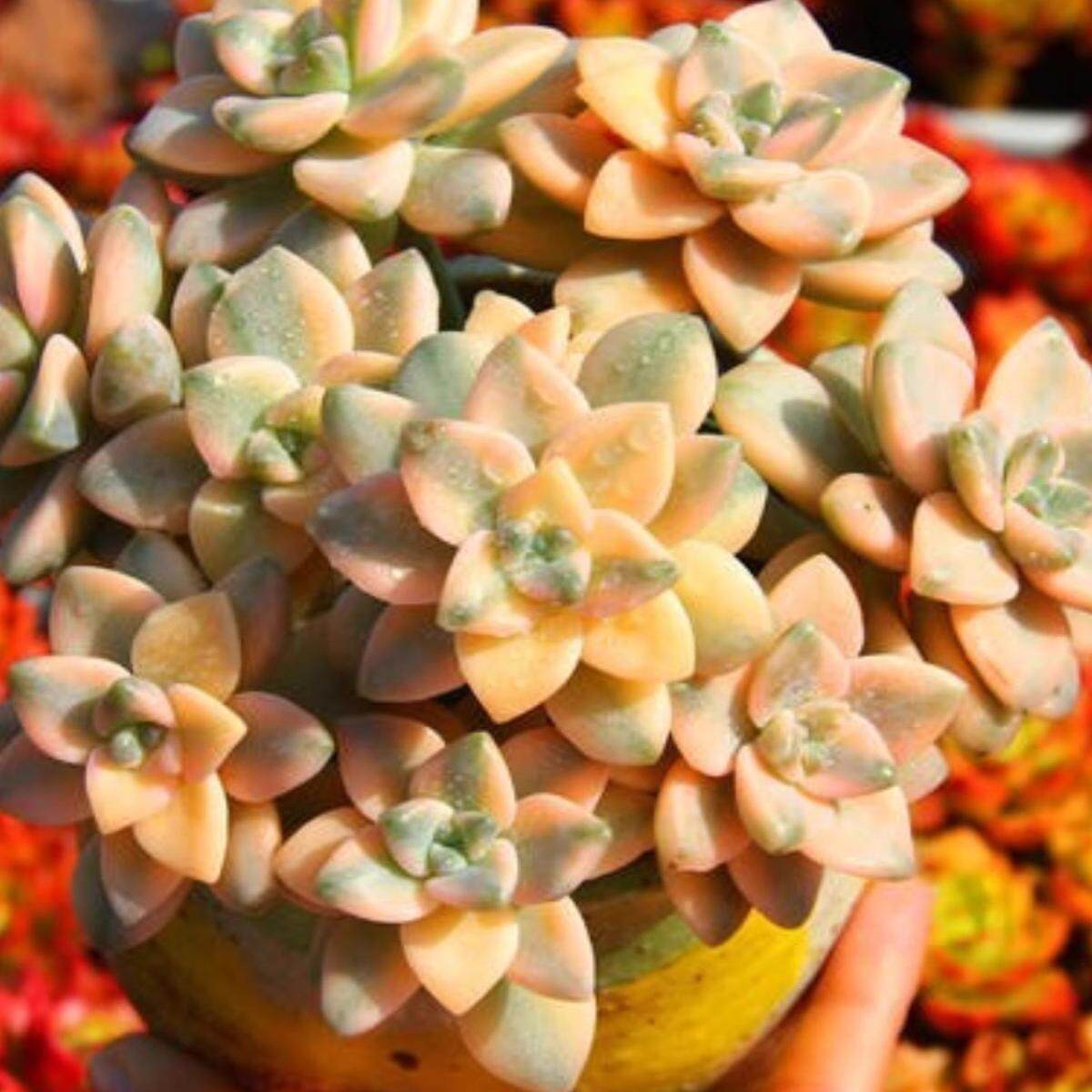 景天好养易爆盆美杏锦老桩多肉植物清仓室内阳台盆栽绿植花