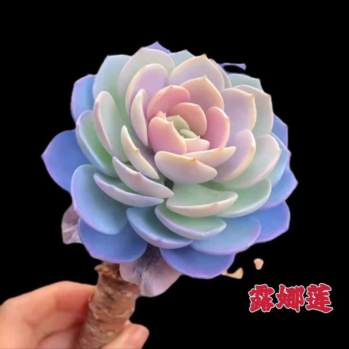 露娜莲多肉植物多头粉蝶白月影稀有室内办公室盆栽