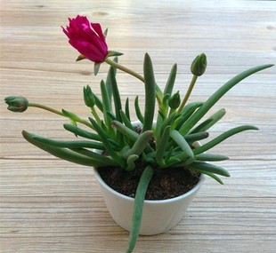 包邮 绿植花卉 裸根群生窗台阳台 多肉植物组合盆栽 奔龙