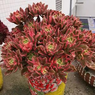 甜茶法师老桩多头基地直发好养清仓室内庭院多肉植物花卉绿植盆栽