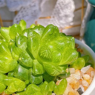 草玉露多头群生 多肉植物十二卷属 花卉办公室内盆栽花卉绿植