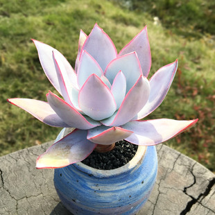 多肉植物广寒宫晚霞蓝光老桩一物一拍肉肉花卉基地大棚