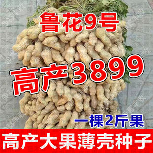 超高产花生种子原种鲁花9号薄壳农科院花生新种矮秆早熟高油抗旱