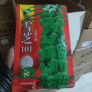 雪芝100雪芝101芝麻种子高产芝麻种子抗病芝麻芝麻种子新升级增产