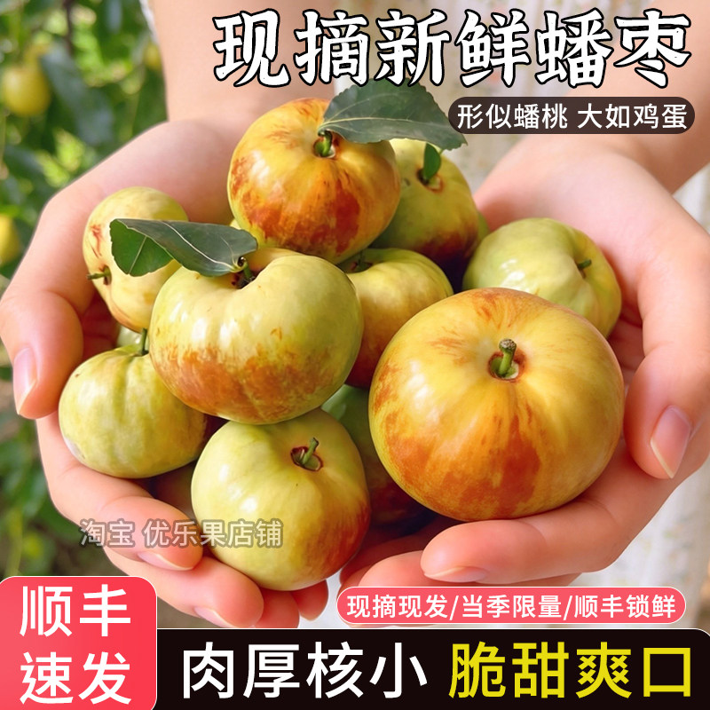 现摘云南蟠枣鲜果鲜枣子