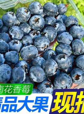 【顺丰空运】正宗云南花香蓝莓当季新鲜水果现摘L25蓝莓大果批发