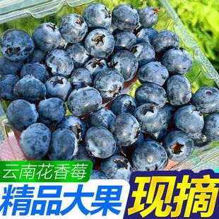 新鲜水果现摘L25蓝莓大果批发 正宗云南花香蓝莓当季 顺丰空运