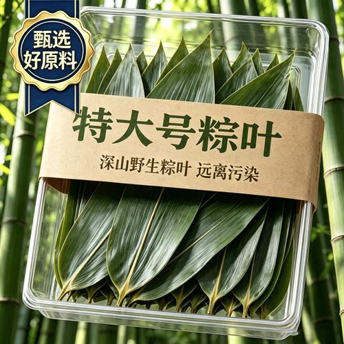 【新鲜现摘】特大号粽叶端午节