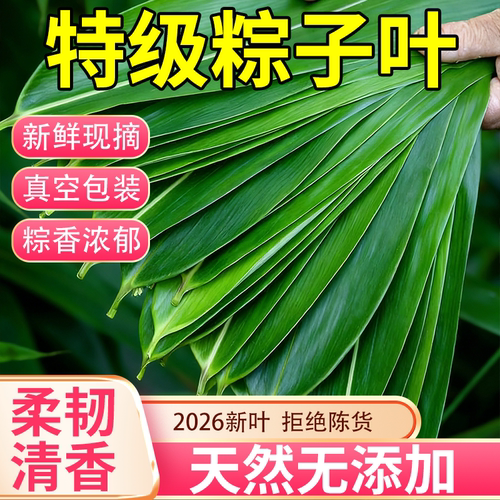 新鲜粽叶大号包粽子专用特大新鲜现摘送粽绳