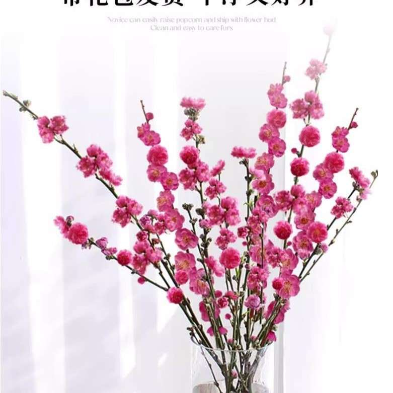干支红梅干枝水培植物鲜切植物年宵花满天红桃花枝60-70cm*直