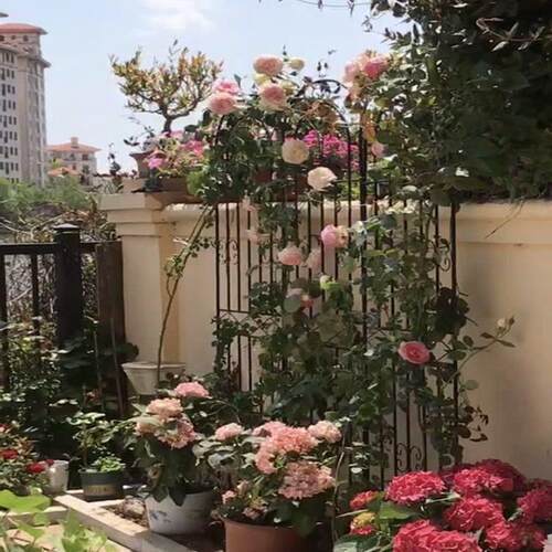 铁艺花架爬藤架花园月季花支架铁线莲绿萝植物攀爬架户外庭院网格