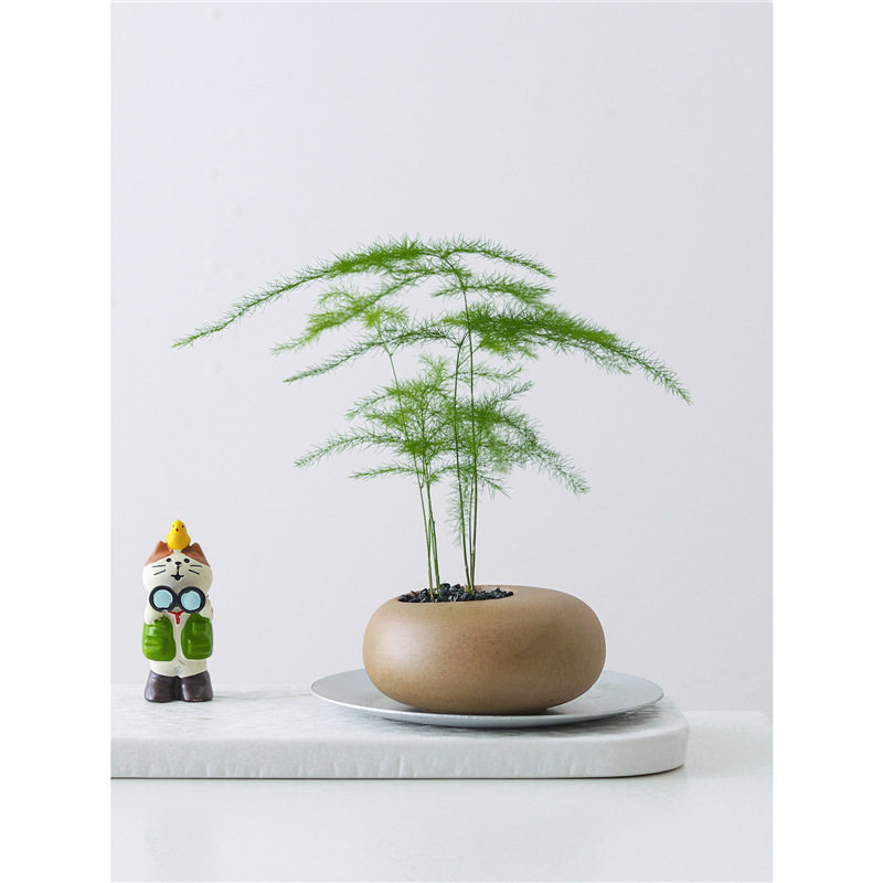 文竹盆栽创意拇指工位绿植物室内客厅桌面办公桌花卉四季常青