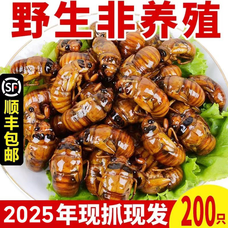 2025知了猴新鲜金蝉山东特产爬叉猴蝉蛹活体现逮冷冻顺丰包邮爬蚱