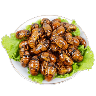 2025知了猴新鲜金蝉山东特产爬叉猴蝉蛹活体现逮冷冻顺丰包邮爬蚱