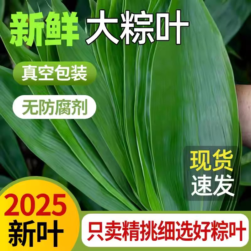 粽叶新鲜粽子叶大号宽棕叶商家用包粽子专用端午