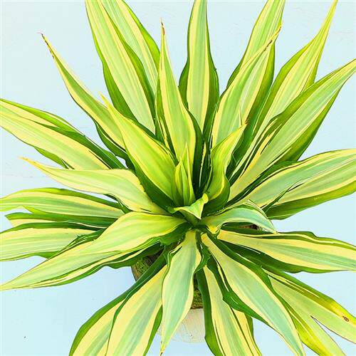 金边黄纹万年麻花叶龙舌兰科大型景观湿地园艺植物多年生耐热耐晒