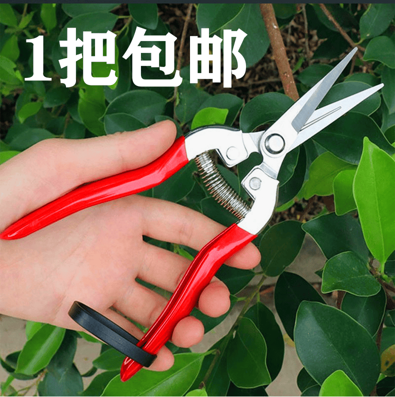 摘果剪摘果不费力回弹更省力