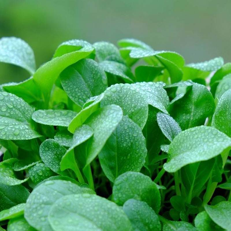 鸡毛菜种子青帮上海青小白菜青菜家庭种植蔬菜种孑农家菜种子大全