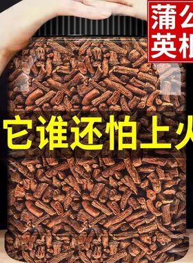 蒲公英根茶长白山优质整根浦萄公英蒲谷丁根炒熟正品养生茶罐装