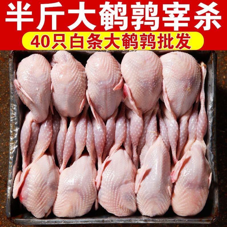 40只大号母鹌鹑新鲜鹌鹑肉速冻白条鹌鹑烧烤鹌鹑鸟现杀乳鸽一整箱