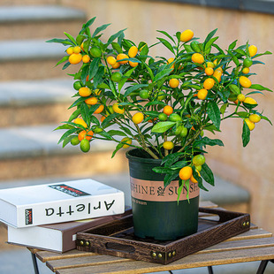 脆皮金桔树盆栽可食用阳台植物观果年桔绿植果苗果树桔子带果金橘