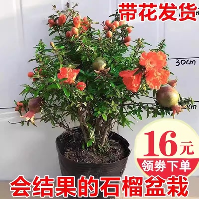 石榴花盆栽果树苗阳台庭院植物