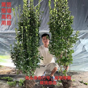 丛生北海道大叶黄杨树苗冬青工程绿化四季常青不落叶适用庭院围墙