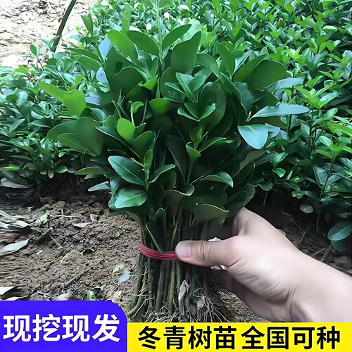冬青苗四季常青室外树苗工程用苗万年青庭院北海道冬青苗绿化树苗