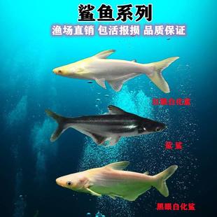 鲨鱼活鱼红眼白化虎鲨蓝鲨鸭嘴鲨大型水族宠物好养耐活热带观赏鱼