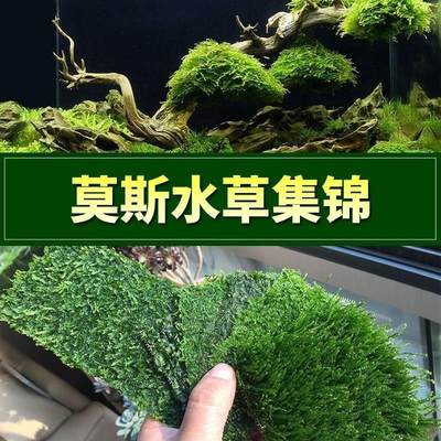 莫斯水草松茸三角火焰莫丝片摩丝MOSS鱼缸造景水族箱不锈钢定植片