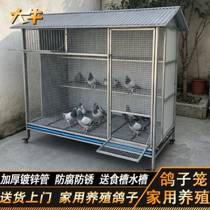 大牛鸽子笼大号防黄鼠狼