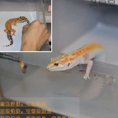 豹纹守宫蜥蜴活物新手入门懒人宠物可爱爬虫易养异宠小型温顺幼体