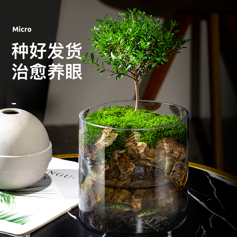 库玄山桌面苔藓微景观造景植物生态瓶绿植盆栽玻璃室内盆景创意厂