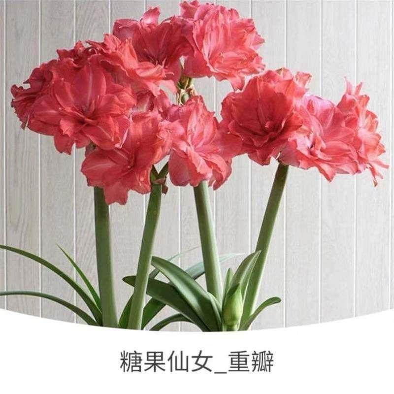 朱顶红进口重瓣种球带花苞对红花卉家养花卉植物四季开花庭院种植_虎窝淘