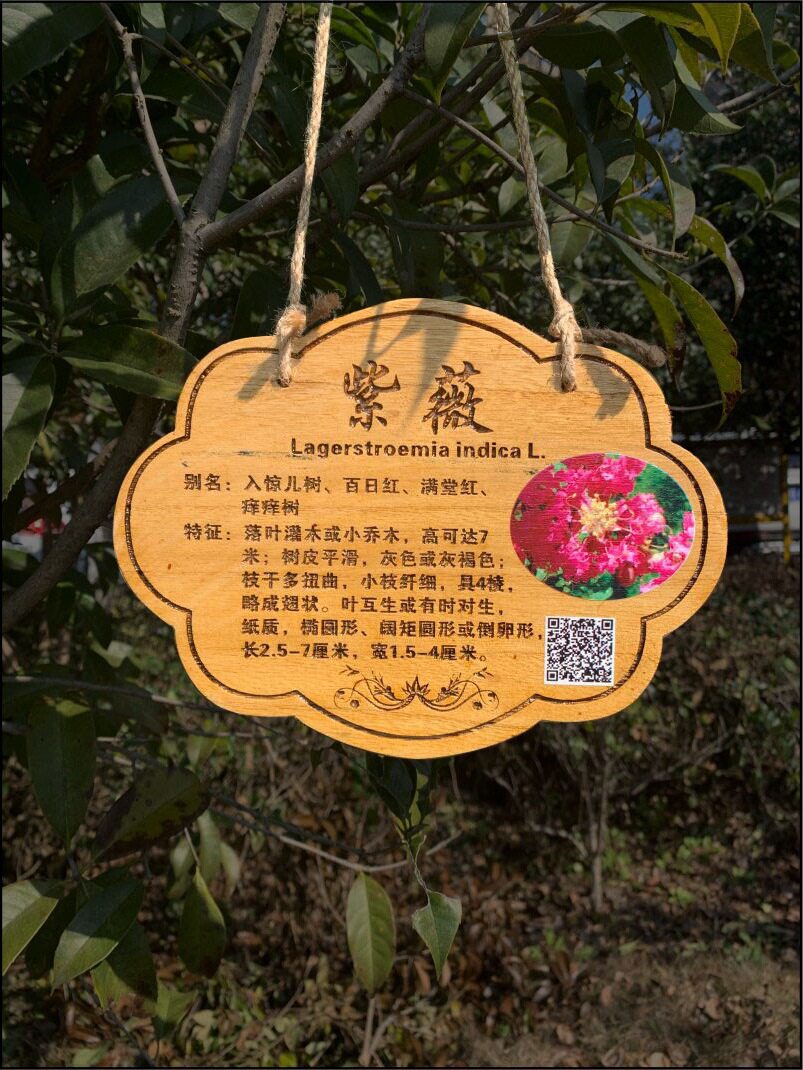 ZQ植树节树木挂牌花木介绍牌植物品名吊牌幼儿园认养防腐标识牌