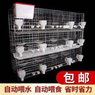 鴿子籠家用用品12位養殖專用信鴿配對肉鴿繁殖鴿籠養殖籠籠子