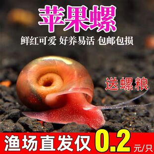 苹果螺除藻观赏螺鱼缸清残食洁净化水质狗头龟饲料吃粪工具螺淡水