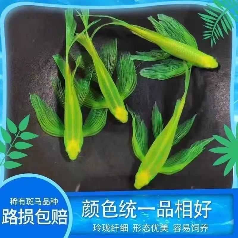 小型蝶翼斑马鱼长尾冷水淡水热带荧光观赏鱼翡翠龙凤好养热带鱼,宠物/宠物食品及用品,鱼,淘宝优惠券,粉丝福利购,淘宝优惠卷