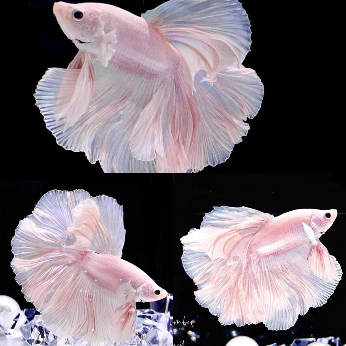 泰国斗鱼半月网红婚纱鱼好养活观赏玻璃纯白粉白色客厅桌面小宠物