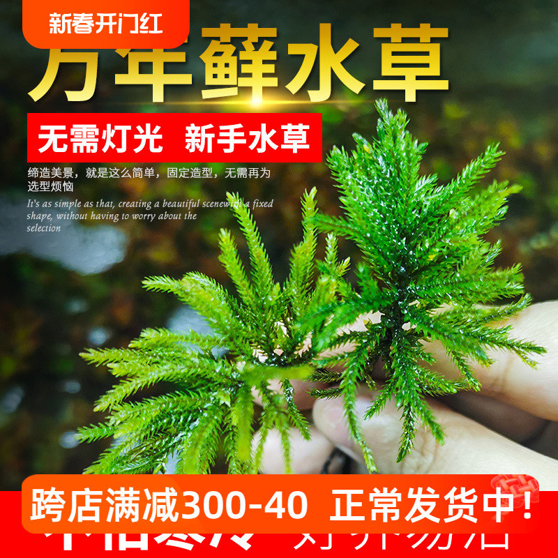 万年藓水草活体鱼缸淡水阴性懒人耐活植物水陆雨林缸小型装饰活草