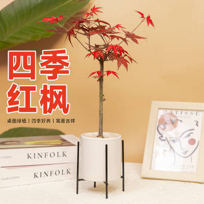 红枫盆景植物盆栽四季好养活室内外客厅阳台庭院老桩绿植四季常青