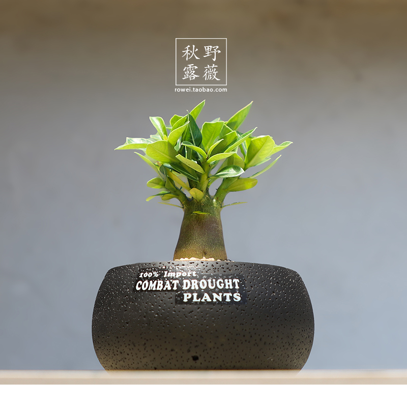 办公室桌面可爱多肉盆栽 造型树桩盆景 装饰客厅书架室内好养绿植