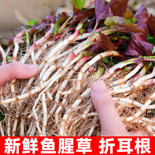 贵州鱼腥草新鲜折耳根种植苗带泥即食蘸水嫩根非嫩芽凉拌不带叶