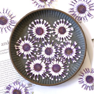 蓝目菊花千语干花 真花押花相框装饰画diy书签手工树脂压花材料