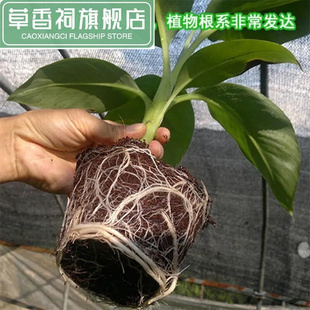 新客减营养土养花土壤通用型种植土种菜种花盆栽家用肥料多肉有机